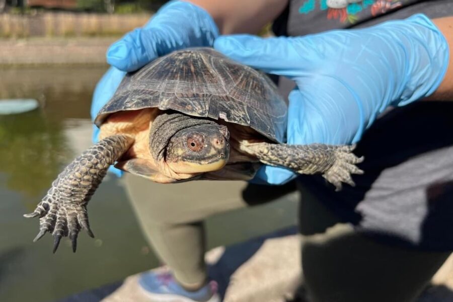 turtle being held