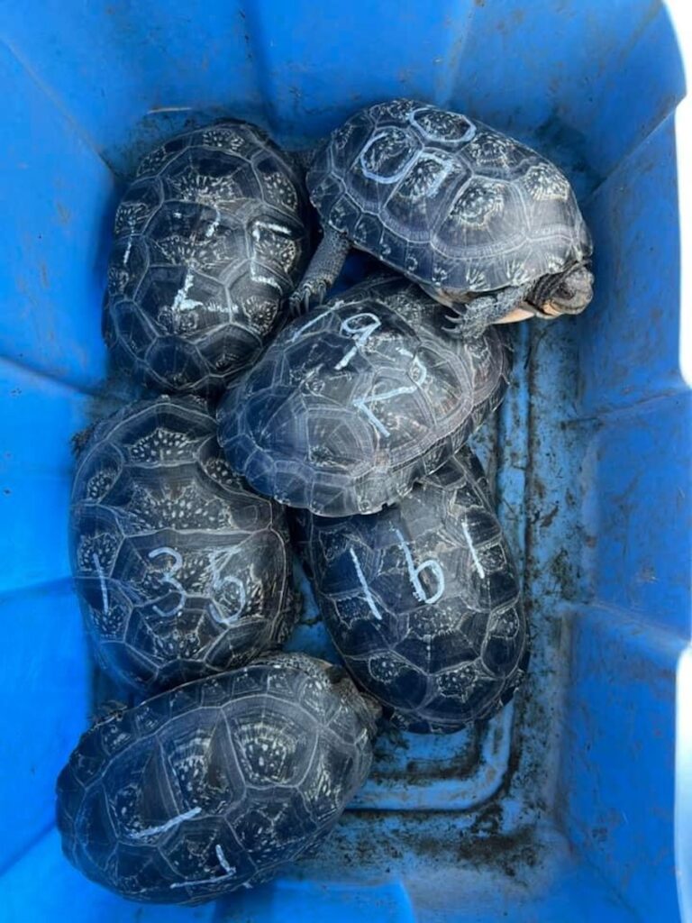 turtles with numbered shells